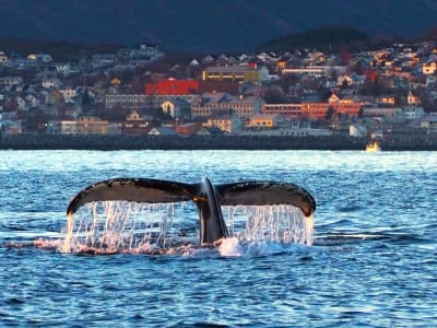 Safari baleines en bateau au départ de Skjervøy