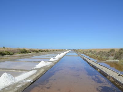 Randonnée guidée sur la presqu'île de Loix, Ile de Ré