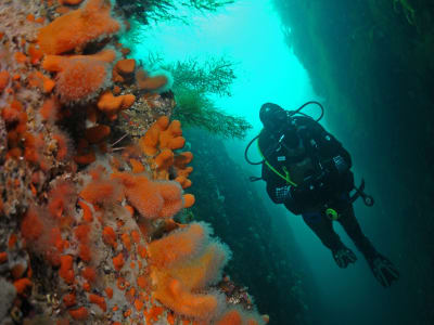 Inmersión de Repaso en el Archipiélago de Lofoten desde Ballstad