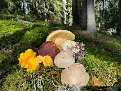 Mushroom foraging in the Liesjärvi National Park starting from central Helsinki