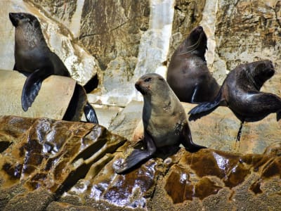 Seal viewing tour in the Robberg Nature Reserve