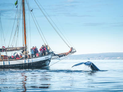 Observation des baleines sur un voilier traditionnel à Húsavík, Islande