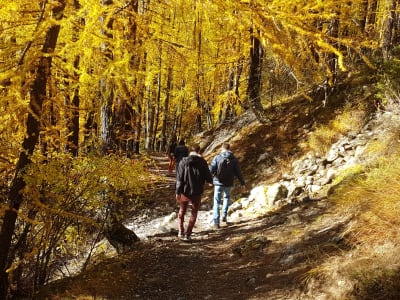 Caminata de la berrea del ciervo en el Mercantour