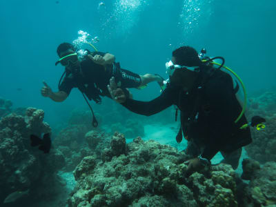 First Dive in Moorea Lagoon