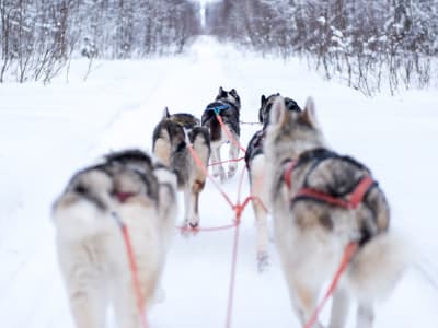 Self-Drive Dog Sledding trip in Swedish Lapland from Luleå