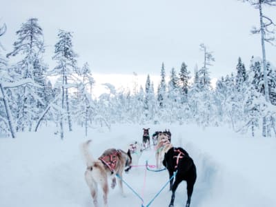 Excursión familiar en trineo de perros en Rovaniemi