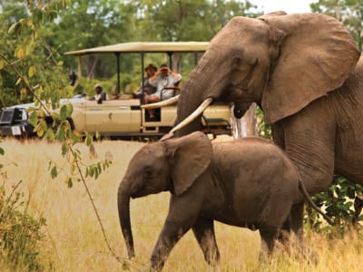 2D/1N Wildlife-Safari-Tour ab Kapstadt