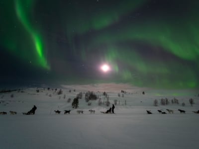 Safari en chiens de traîneau au départ de Kirkenes dans les aurores boréales