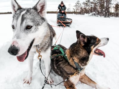 Selbstfahrer-Hundeschlittensafari in Saariselkä für Fortgeschrittene