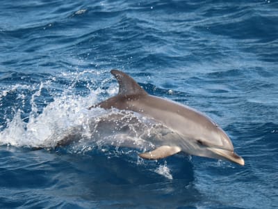 Whale and Dolphin Watching Tour in Morro Jable, Fuerteventura