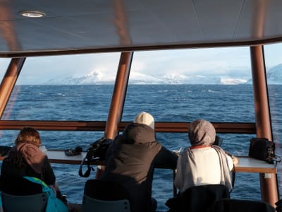 Scenic Fjord and Wildlife Cruise from Tromsø