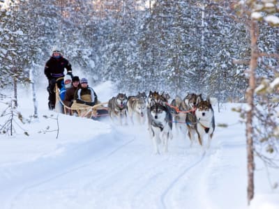 Rentierschlittenfahrt, Schneemobilfahren und Hundeschlittenfahrt in Rovaniemi