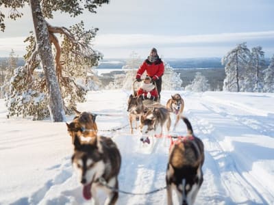Husky Farm and Self-Drive Dog Sledding Experience from Rovaniemi