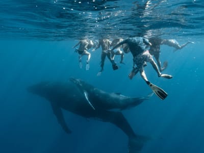 Excursion to Swim with Whales in Moorea
