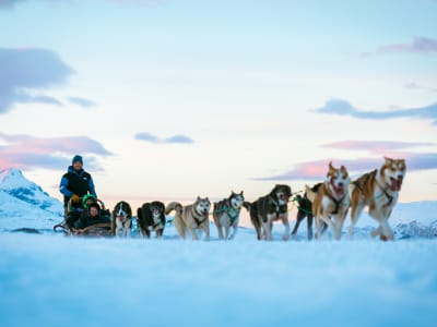 Geführte Halbtagestour mit arktischen Hunden auf der Insel Kvaløya von Tromsø aus