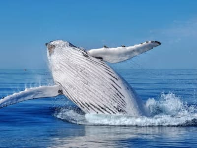 Excursion en bateau pour observer les baleines au départ de Tiahura, à Moorea, en Polynésie française
