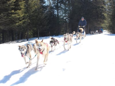 Dog Sledding at Rivière-Rouge in the Laurentians, Quebec