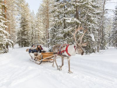 Reindeer Farm visit and Sleighing Experience from Rovaniemi