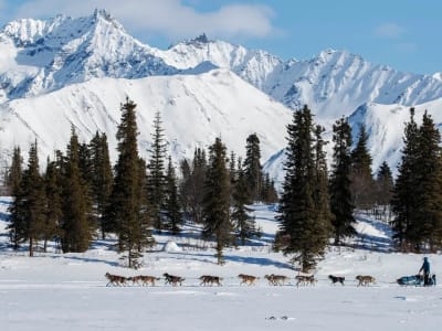 Selbstfahrer-Hundeschlittentour im Yukon ab Carcross