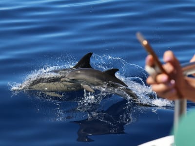 Observation des baleines au départ de Ponta Delgada à São Miguel, Açores