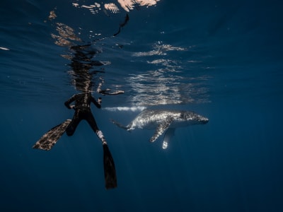 Croisière éco-tour observation et snorkeling avec les baleines à bosse à Moorea