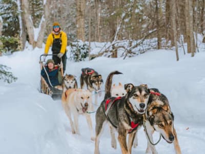 Dog Sledding in the Upper Laurentians, Quebec