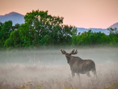 Safari à l'élan dans la région de Vesterålen depuis Sortland