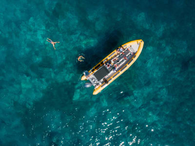 Whale and dolphin watching tour in Funchal, Madeira