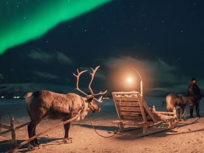 Abendliche Rentierschlittenfahrt in Tromsø mit lokalem Abendessen