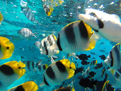 Excursion snorkeling dans le lagon de Bora Bora