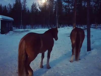 Horse Riding under the Northern Lights in Saariselkä