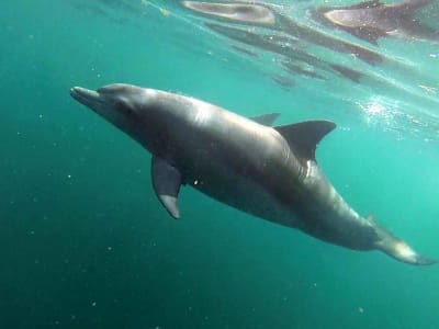 Dolphins Watching Tour in Mauritius from Bel Ombre