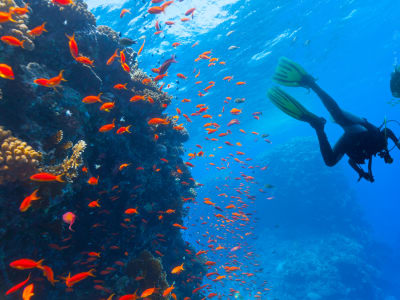 Inmersiones de aventura guiadas en la bahía de Saint-Leu (Reunión)