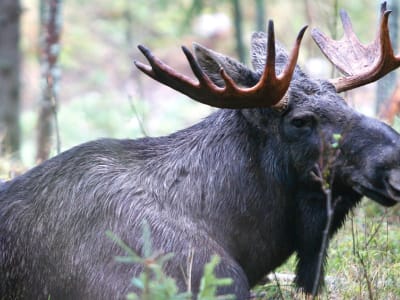 Safari en e-Bike con alces en la isla de Straumøya desde Bodø