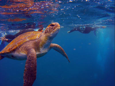 Bootsfahrt und Schnorcheln mit Schildkröten von Las Galletas, Teneriffa