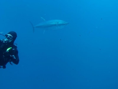 Safari de buceo con atún en Legrena, al sur de Atenas