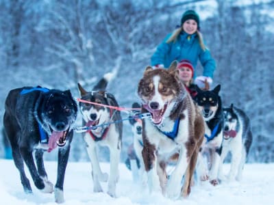 Excursion en traîneau à chiens au départ de Gratangen près de Narvik