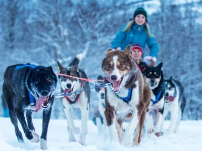 Excursion en traîneau à chiens au départ de Gratangen près de Narvik