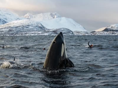 Safari de avistamiento de ballenas desde Tromsø