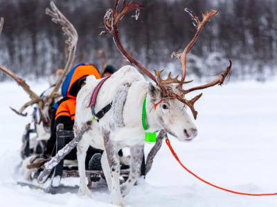 Excursión en trineo tirado por renos y visita al parque de nieve Ice Domes desde Tromsø