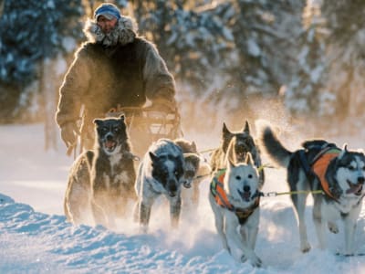 Excursion exclusive en traîneau à chiens à Ottsjö