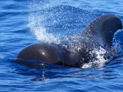 Whale and Dolphin Watching Boat Tour from Los Gigantes, Tenerife