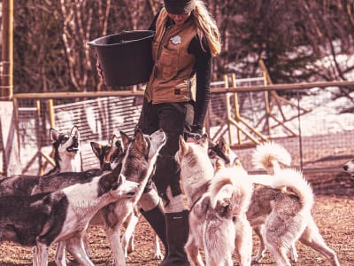 Excursión y visita a la perrera de huskys de Sälen