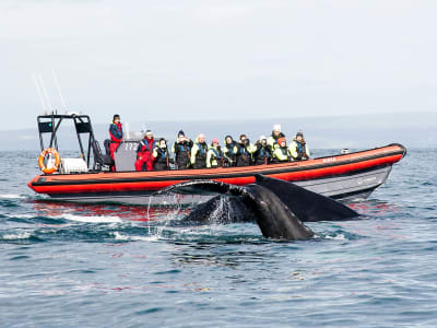 Observación de frailecillos y ballenas desde Húsavík