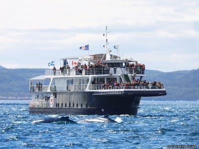 Whale watching cruise on the St. Lawrence River from Baie-Sainte-Catherine