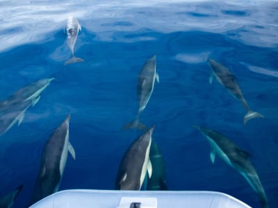 Avistamiento de ballenas en São Jorge (Azores)