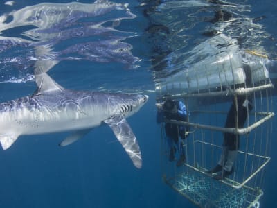 Plongée en cage pour requins au Cap