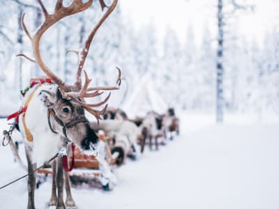 Excursión en moto de nieve con animales del Ártico y visita al pueblo de Papá Noel en Rovaniemi
