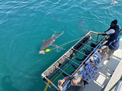 Hai-Käfig-Tauchen von Gansbaai aus, in der Nähe von Kapstadt