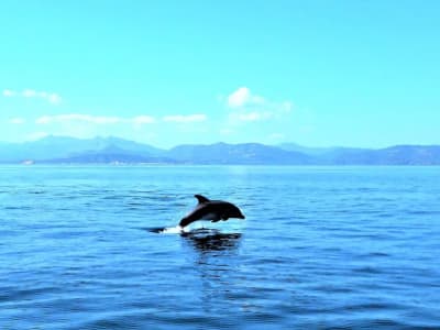 Delphin-Bootsfahrt zur Insel Figarolo ab Olbia, Sardinien